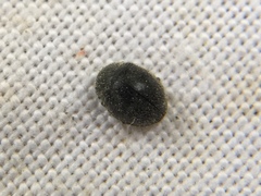 Rhyzobius forestieri