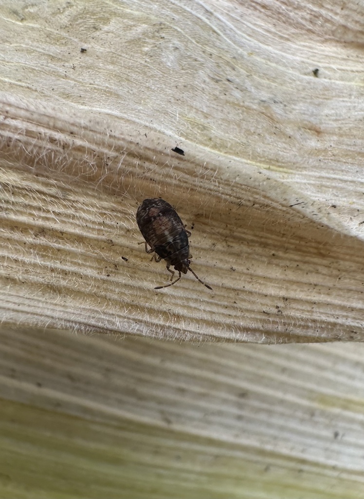 Syzygitis poecilus