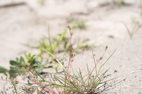 hybrid rush (Juncus hybridus)