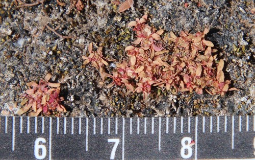 Image of Elatine brachysperma by (c) Millie Basden, some rights reserved (CC BY)