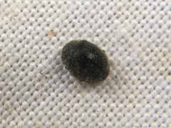 Rhyzobius forestieri