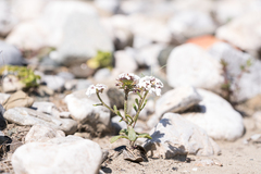 Iberis carnosa, photograph (c) Eleftherios Katsillis, some rights reserved (CC BY)