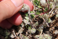 Psilocarphus tenellus