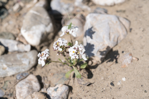 Iberis carnosa, photograph 5