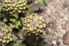 Iberis carnosa, photograph (c) Eleftherios Katsillis, some rights reserved (CC BY)