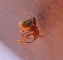 Neospintharus trigonum