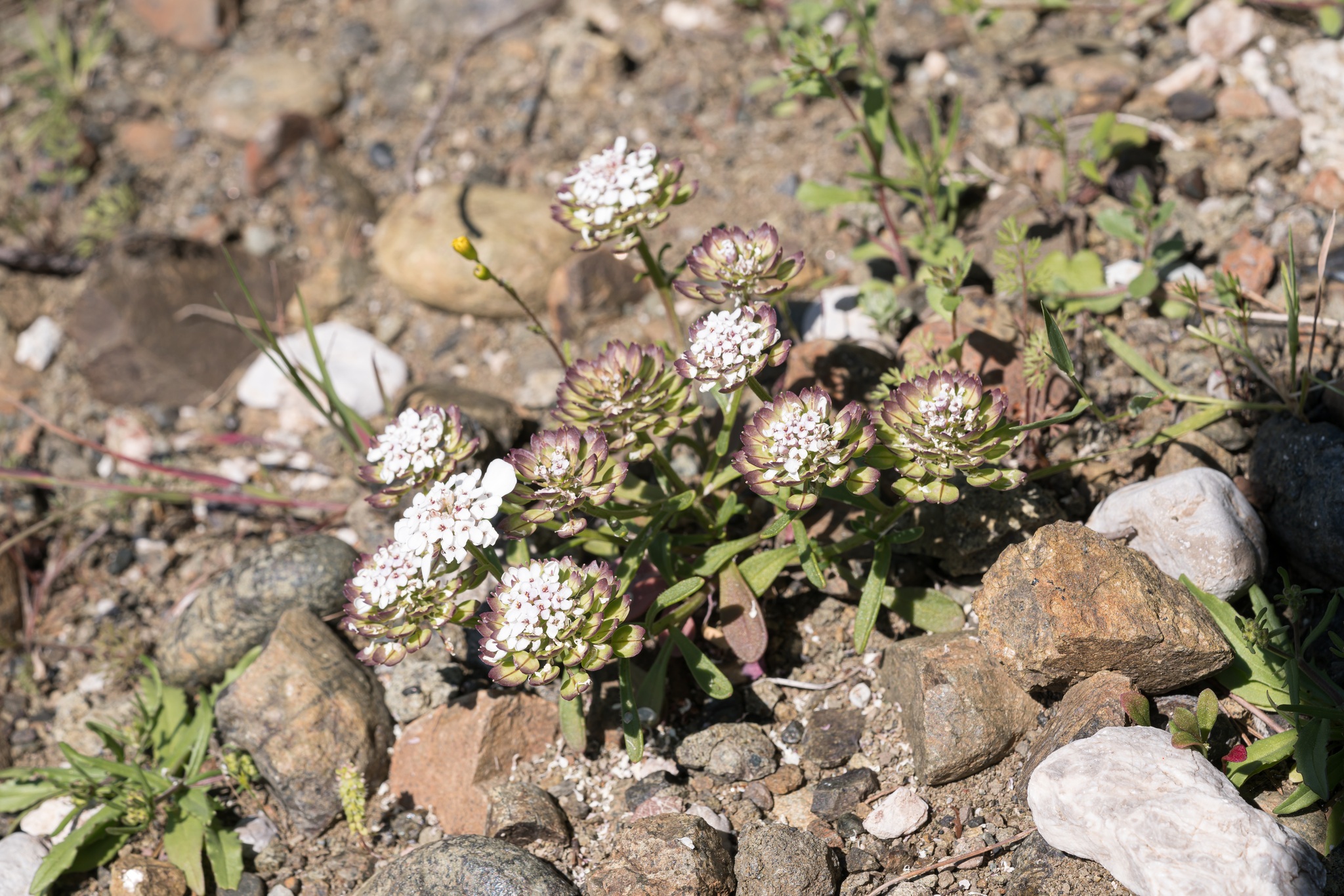 Pruit's Candytuft (Iberis carnosa)