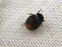 Rhyzobius forestieri