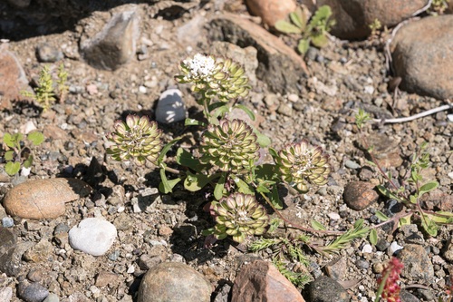 Iberis carnosa, photograph 2