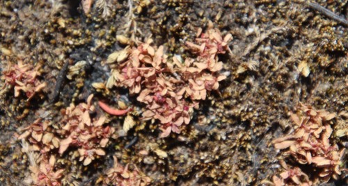 Image of Elatine brachysperma by (c) Millie Basden, some rights reserved (CC BY)