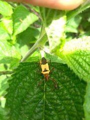 Zelus ruficeps