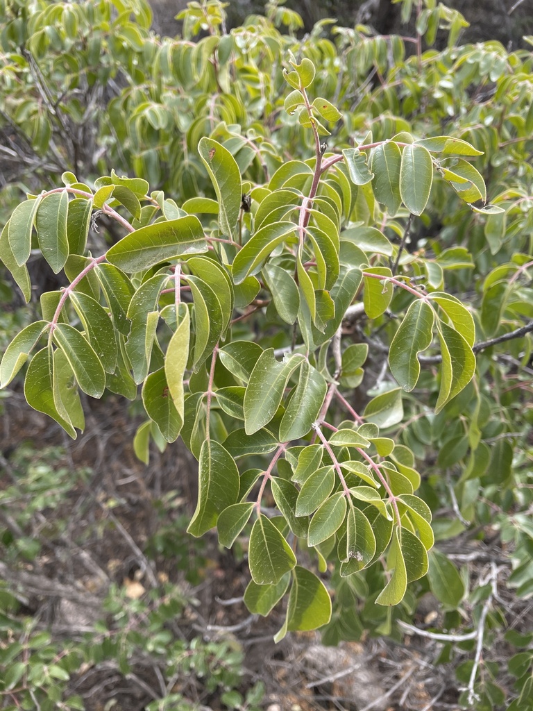 evergreen sumac from Big Bend National Park, Brewster County, USTX, US on March 4, 2024 at 01