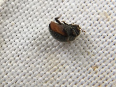 Rhyzobius forestieri