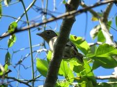 Piranga roseogularis