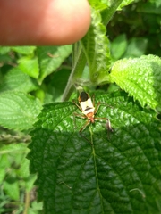 Zelus ruficeps