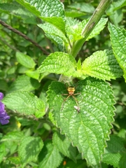 Zelus ruficeps