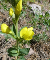 Thermopsis divaricarpa