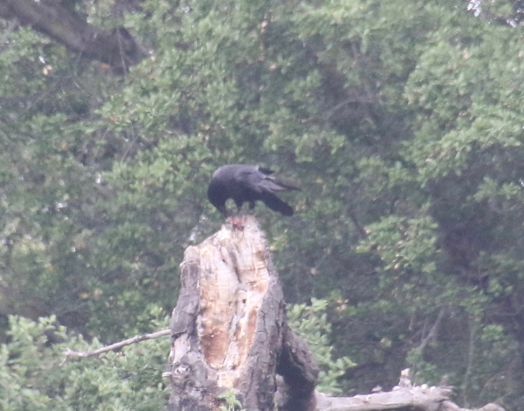 Common Raven From San Diego County Ca Usa On April 27 2019 At 1031 Am By Docprt · Inaturalist 9537