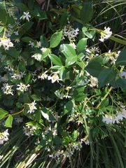 Trachelospermum