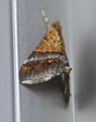 Tetracona amathealis