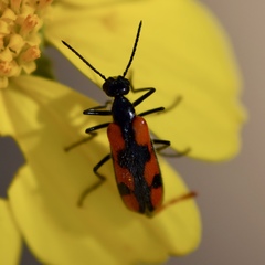 Eupompha elegans