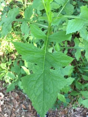 Lactuca floridana