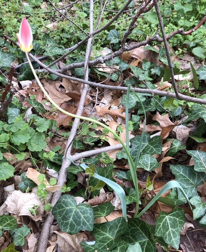 Tulipa clusiana