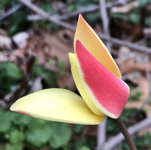 Tulipa clusiana