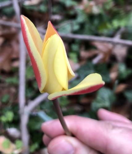 Tulipa clusiana