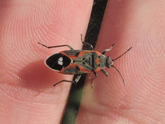 Lygaeus kalmii kalmii