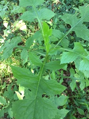 Lactuca floridana
