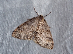 Paraphoides