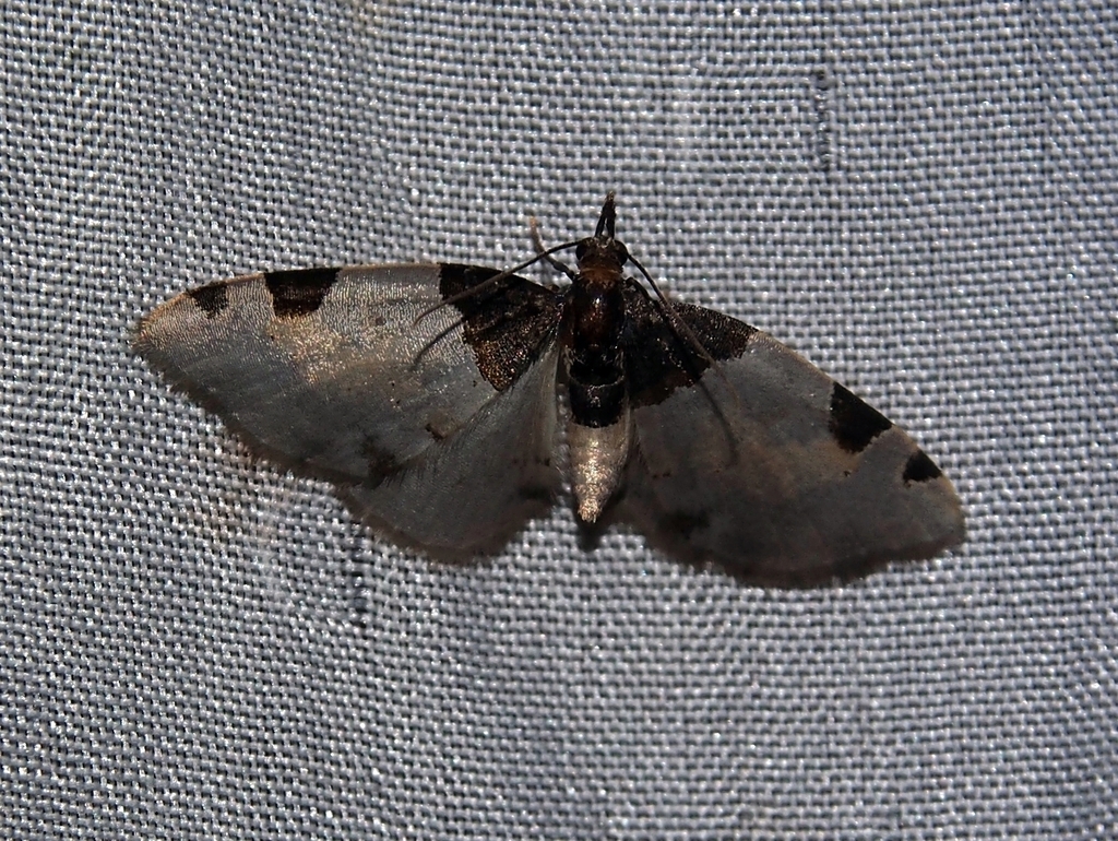 Perizoma basiplaga