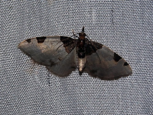 Perizoma basiplaga