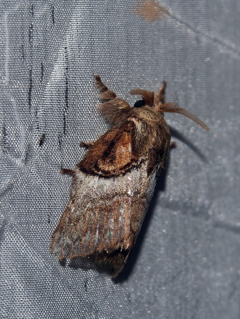 Euglyphis poasia