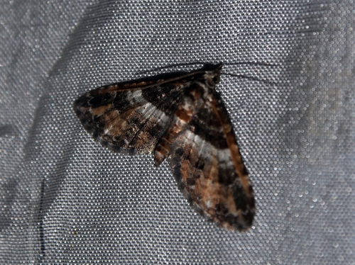 Eupithecia albimixta image