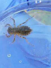 Erythemis simplicicollis