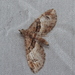 Eupithecia breisis - Photo (c) Lena Struwe, some rights reserved (CC BY-SA), uploaded by Lena Struwe