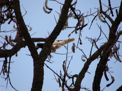 Cyanocorax cristatellus