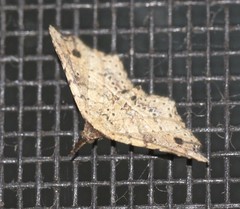 Philogethes metableta