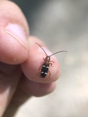 Phymatodes varius
