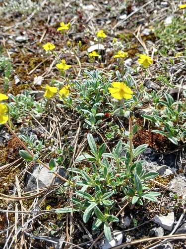 Image of Helianthemum canum by (c) Martin Scheuch, some rights reserved (CC BY)