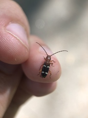 Phymatodes varius