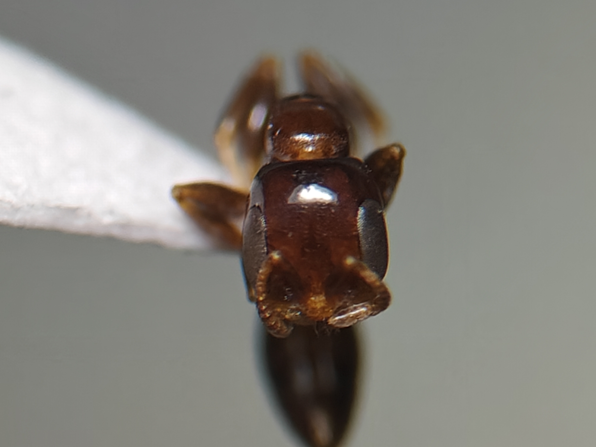 Pseudomyrmex rochai
