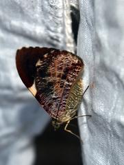 Hagnagora anicata