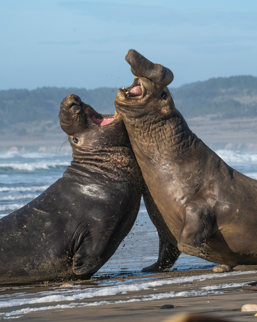 Elephant Seals