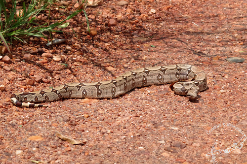 Boa Constrictor