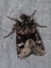 Lacinipolia olivacea