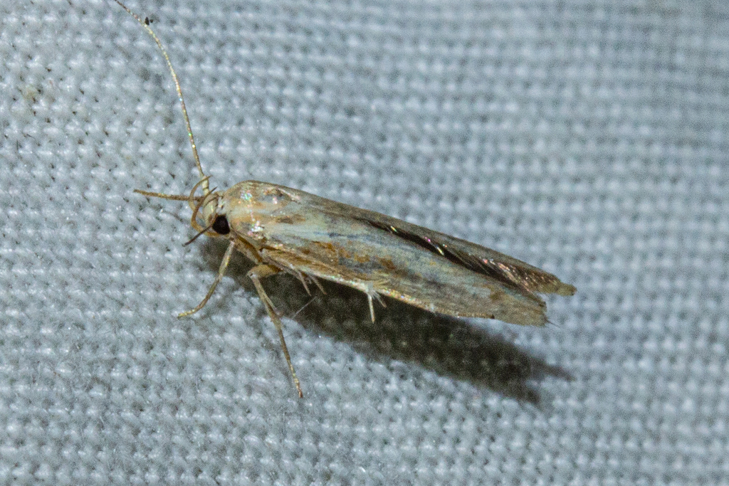 Kowhai Seed Moth from Akaroa, New Zealand on April 3, 2024 at 11:08 PM ...