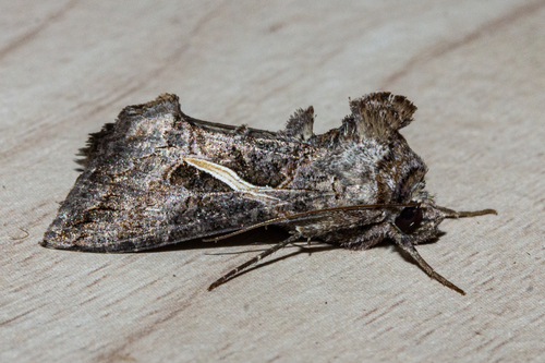 Ctenoplusia albostriata (Bremer & Grey, 1853)